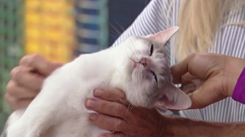 Meet Annabelle: Our Pet of the Day