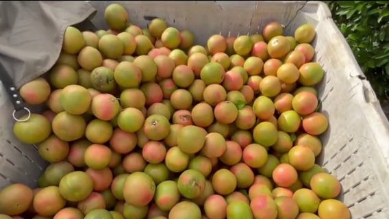Citrus groves thriving after years of decline