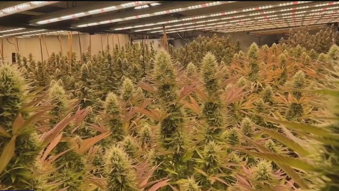 Minnesota AG's letter to Congress worries hemp industry