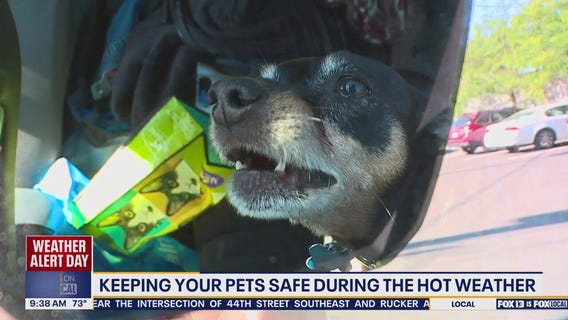 Keeping your pets safe during warm weather days