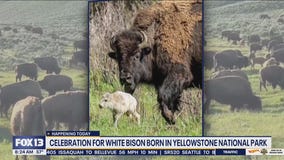 Celebration for white bison born in Yellowstone