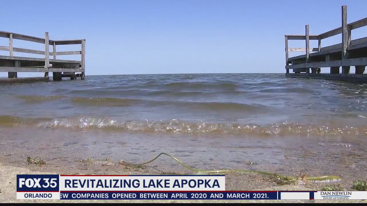 Old citrus trees anchored to the bottom of Lake Apopka