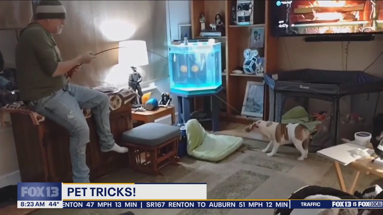 Good Day Pet Tricks Thursday, April 18