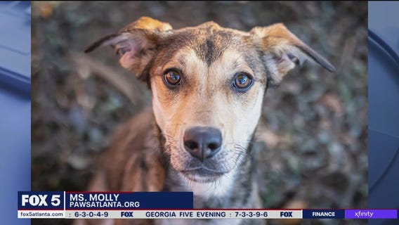 Pet of the Day from PAWS Atlanta