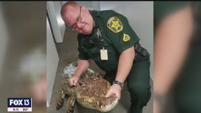 Only in Florida: Big gators of all kinds