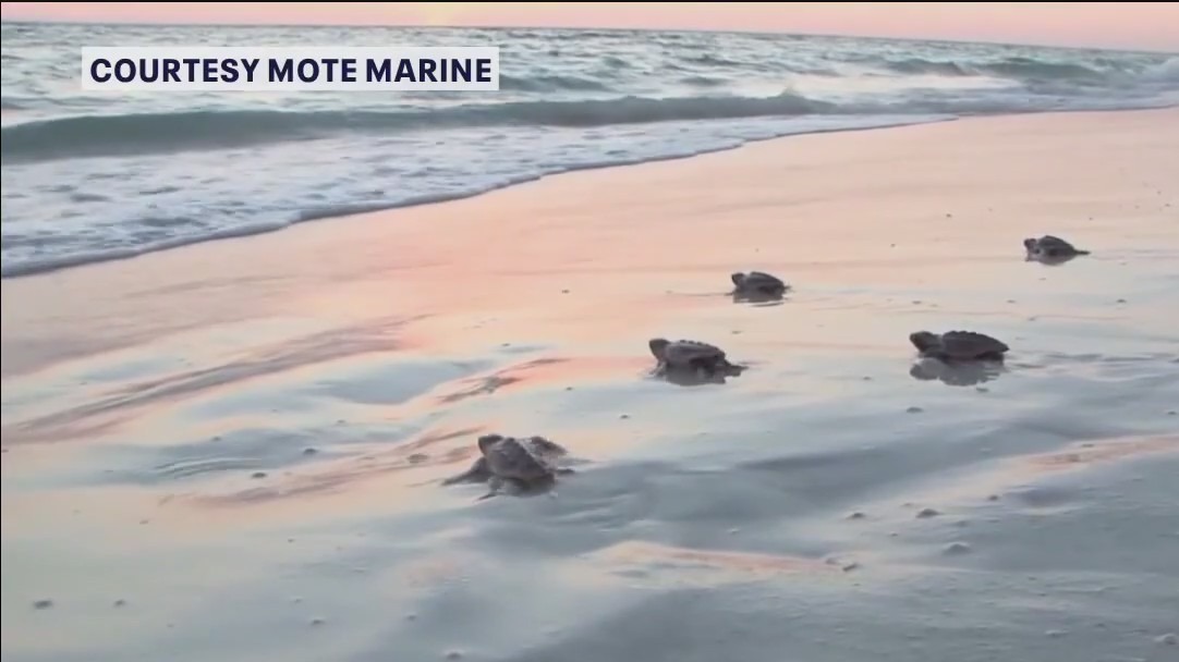 Record year for sea turtle hatchlings, disorientations hit all-time high