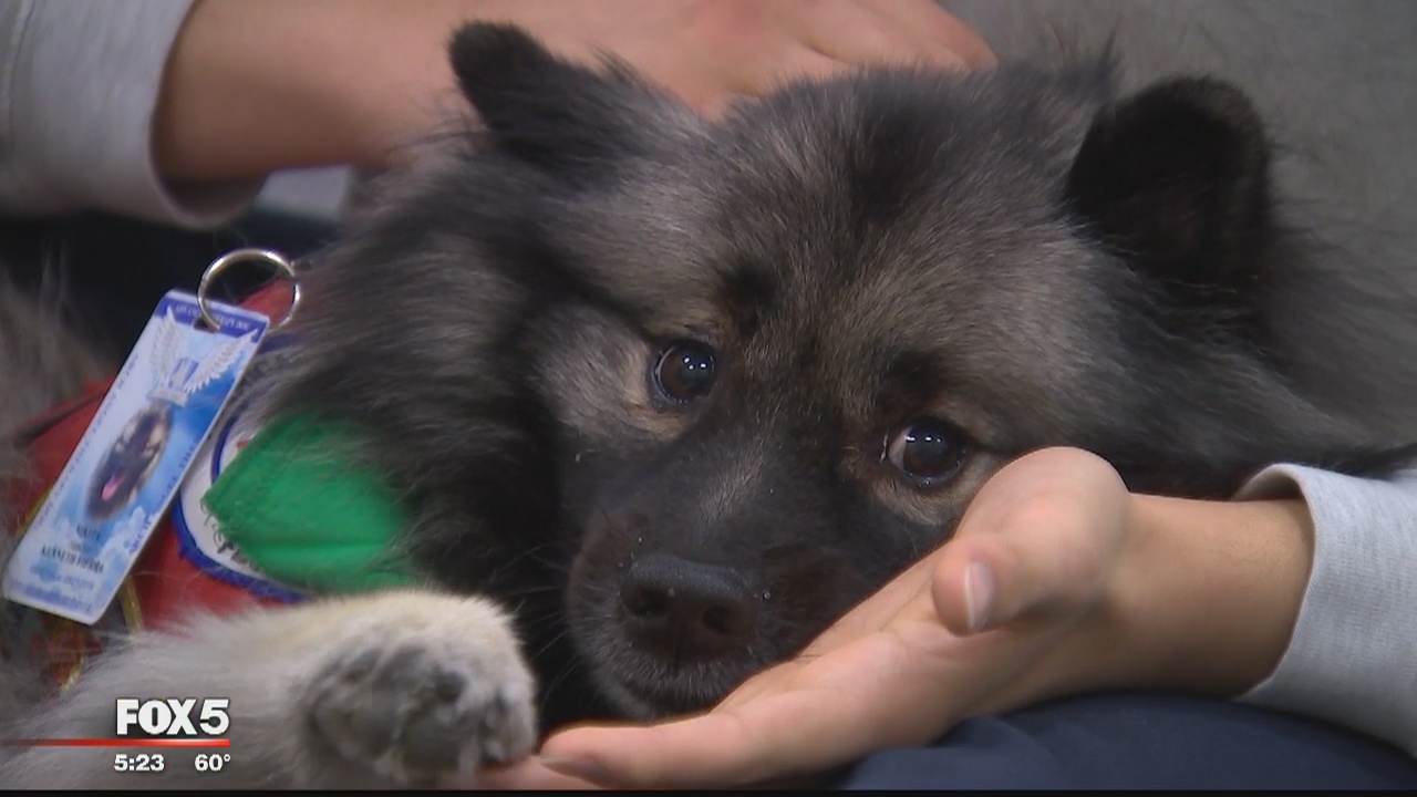 Man's best friend may help teens in Fairfax County from becoming repeat offenders