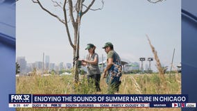Chicago wildlife emerge, bringing the sounds of summer