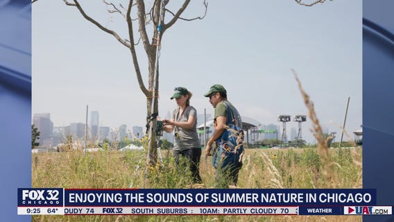 Chicago wildlife emerge, bringing the sounds of summer