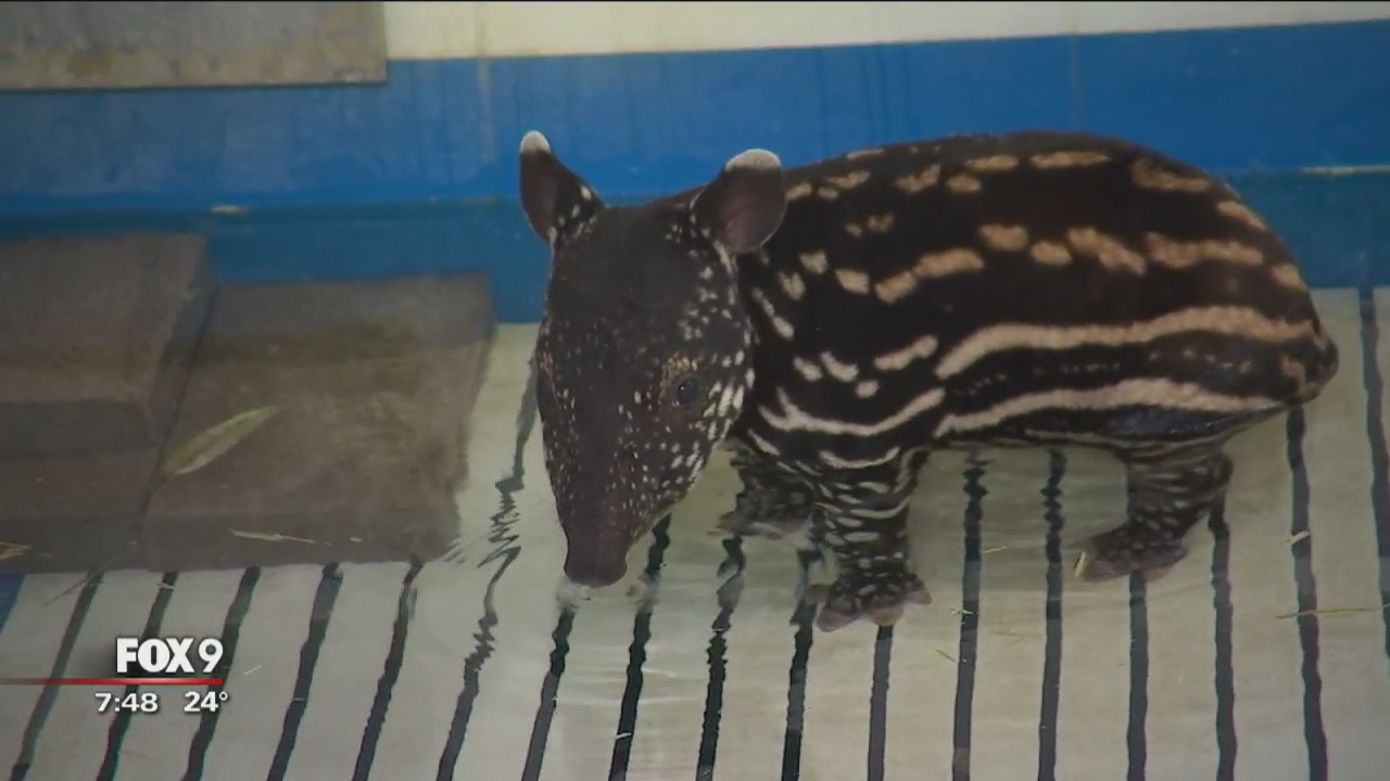Baby Malayan tapir born at Minnesota Zoo