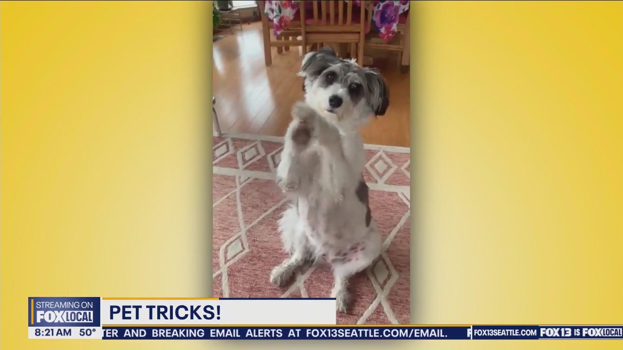 Good Day Pet Tricks Friday, June 14