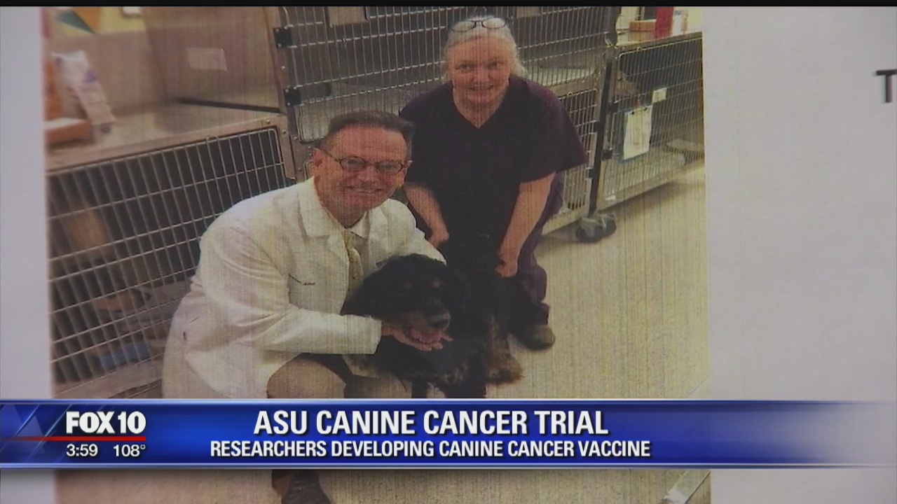 Canine cancer vaccine trial begins at ASU