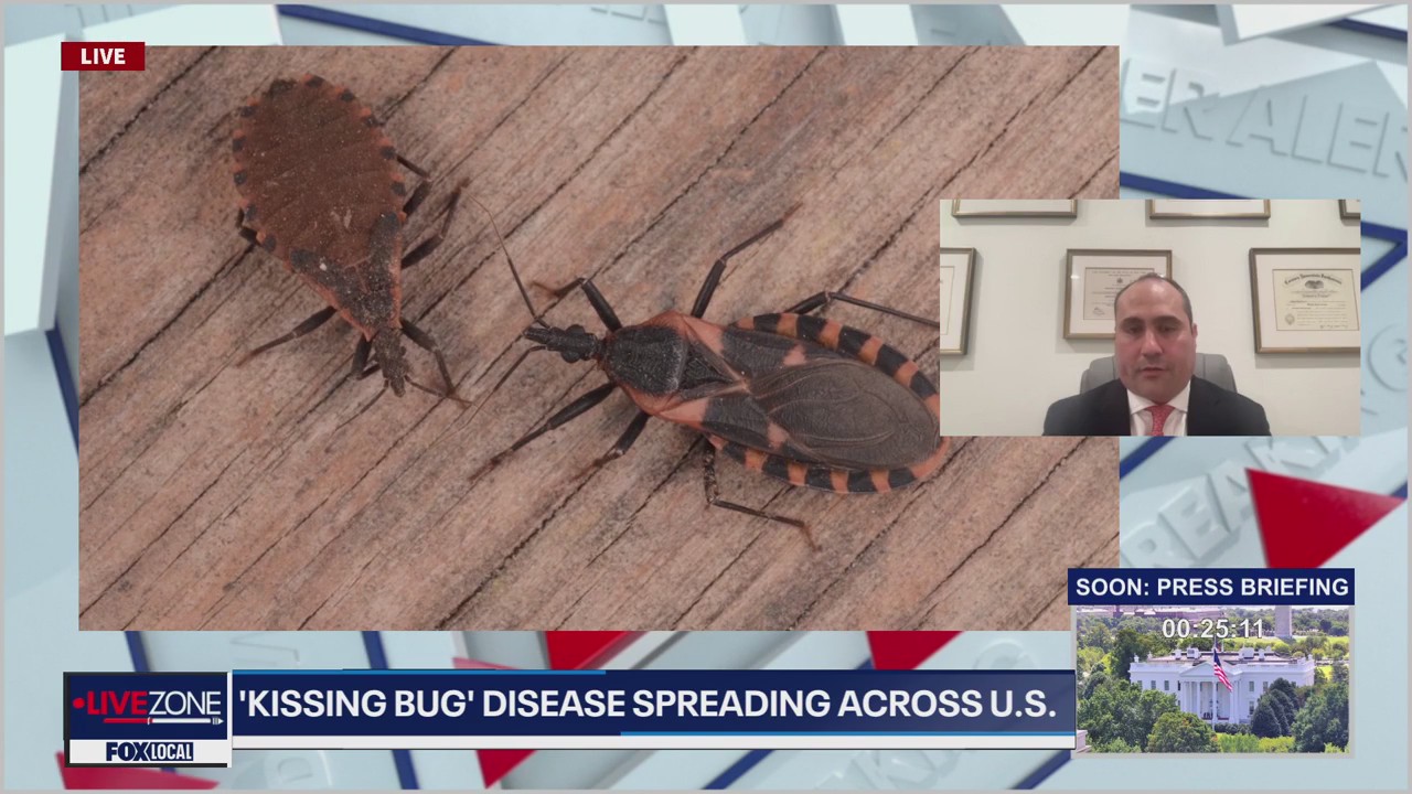 What is 'kissing bug' disease? Expert says Chagas disease is endemic