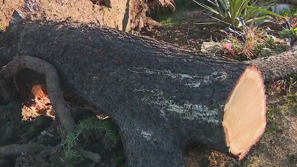 Strong winds tear through Pico Rivera