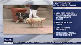 Protecting your pets from hazards of wildfire smoke