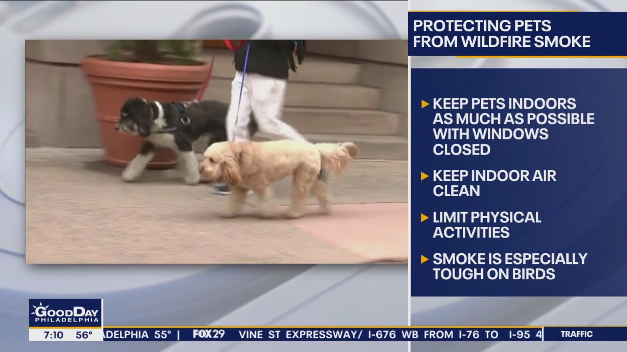 Protecting your pets from hazards of wildfire smoke