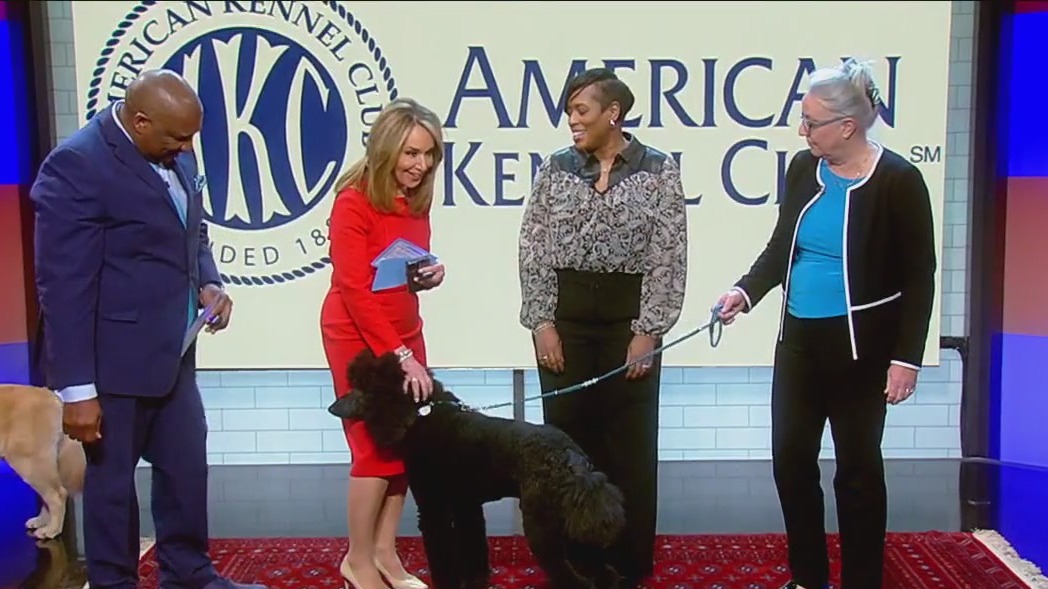 NYC's top 5 dog breeds