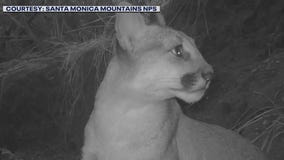 Mountain lion P-89 killed by car on 101 Freeway in Woodland Hills