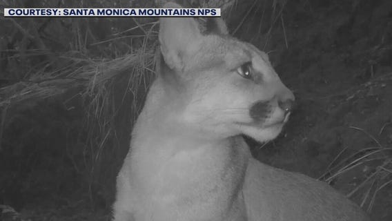 Mountain lion P-89 killed by car on 101 Freeway in Woodland Hills