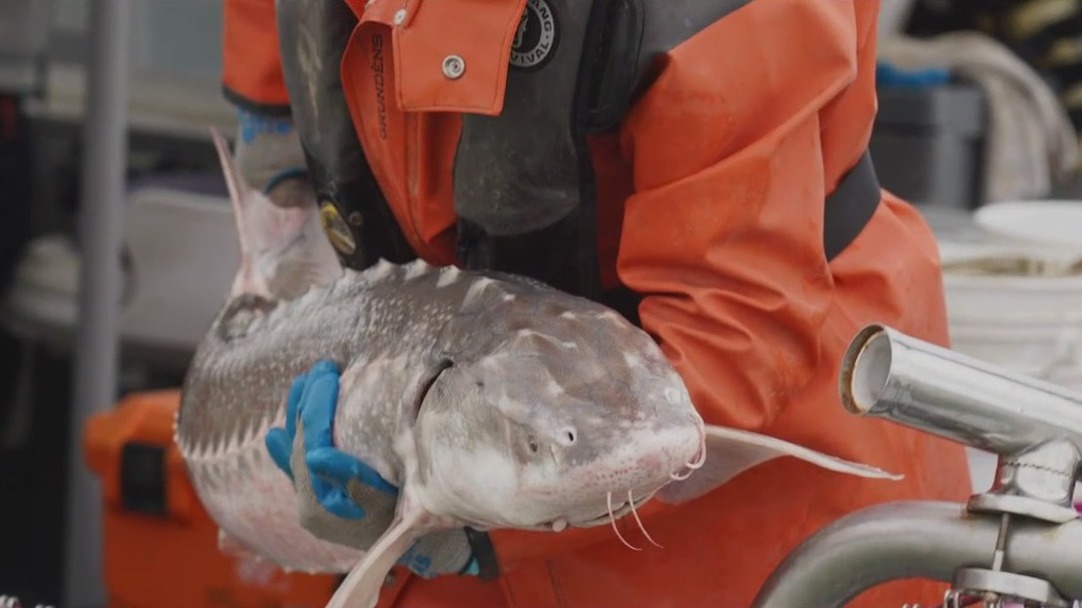 Report: Native white sturgeon species is rapidly declining