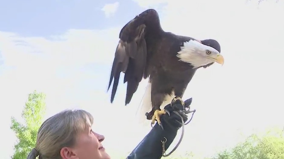 Phoenix's Liberty Wildlife celebrates July 4th with Bald Eagles