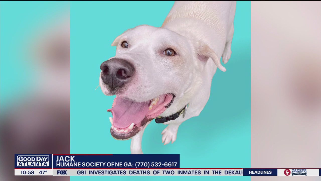 Pet of the Day from the Humane Society of Northeast Georgia