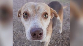 Pet of the Weekend: Connor