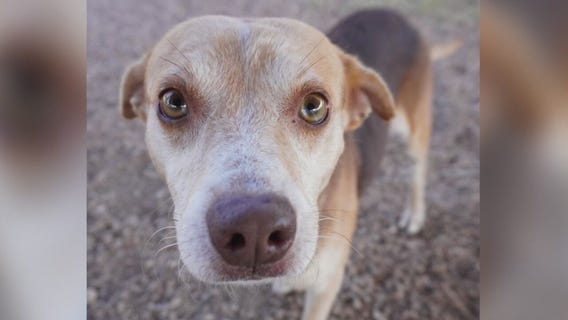 Pet of the Weekend: Connor