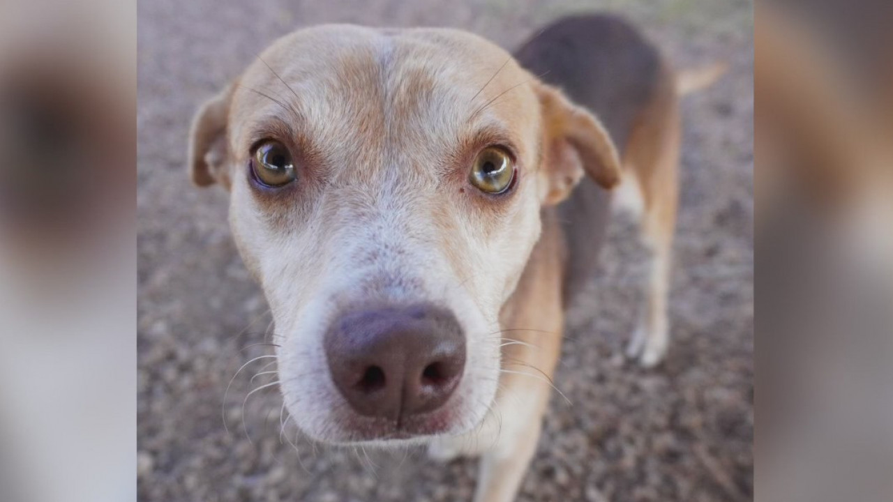 Pet of the Weekend: Connor