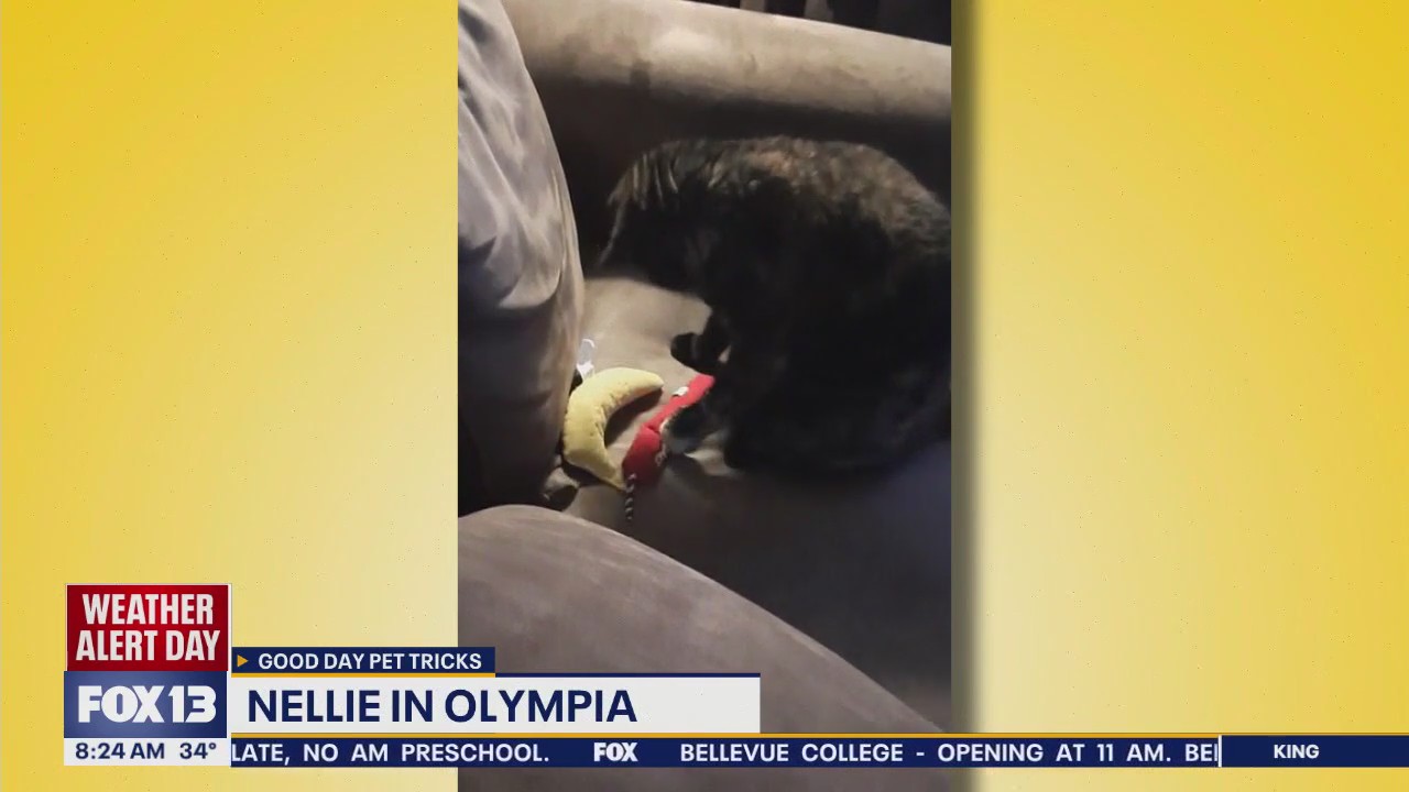 Good Day Pet Tricks for Monday, Feb. 3