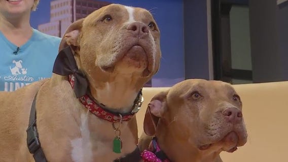 Pet of the Week: Frick and Frack