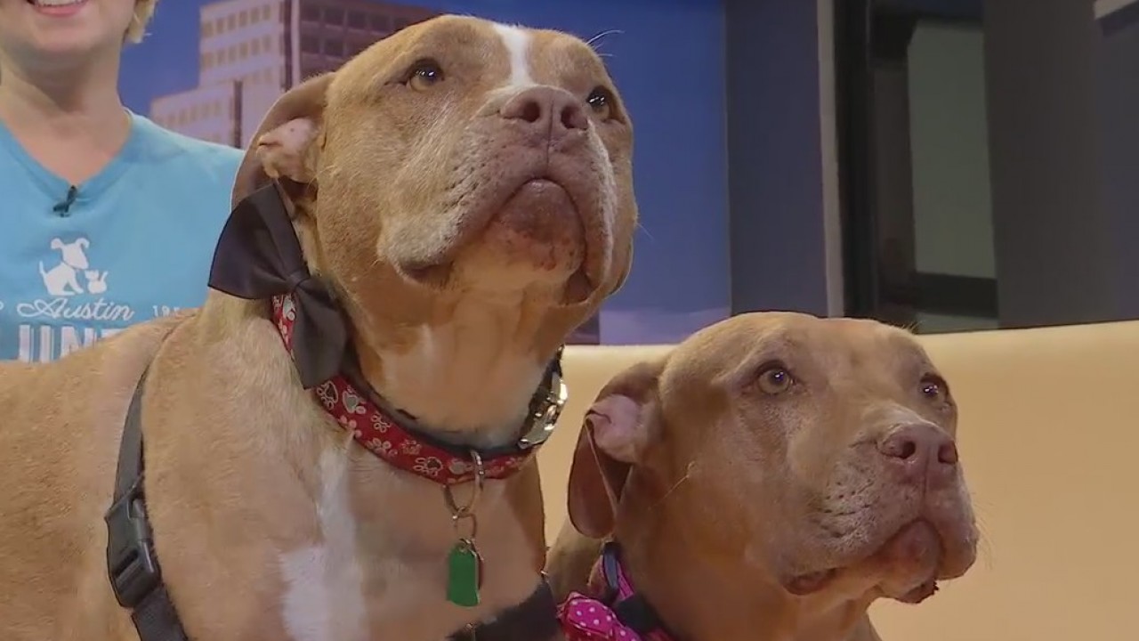 Pet of the Week: Frick and Frack