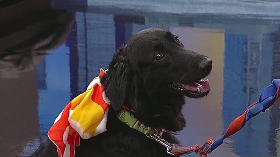 Meet Coco Chanel: Our Pet of the Day