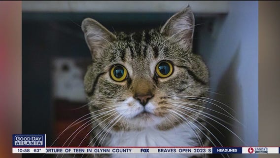 Pet of the Day from Paws Atlanta