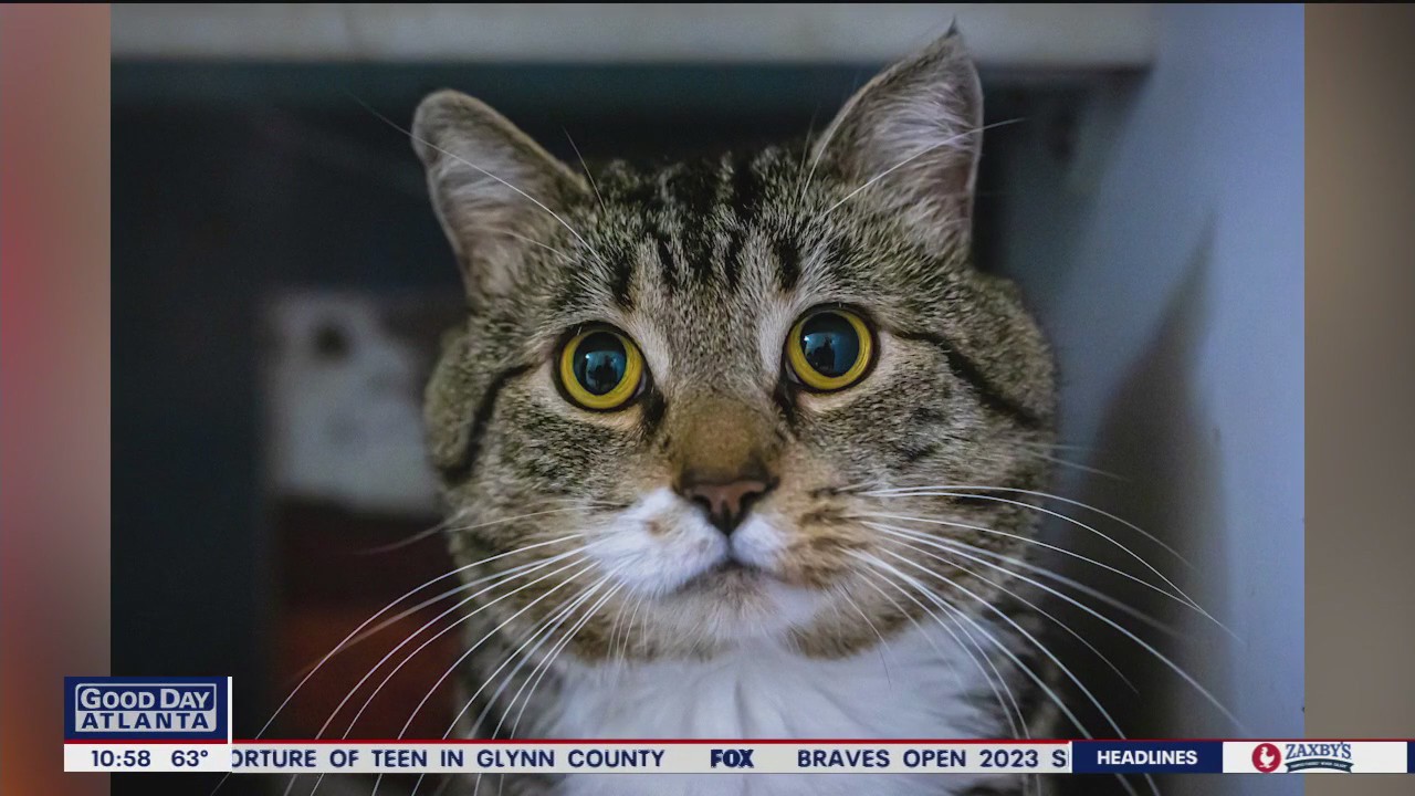 Pet of the Day from Paws Atlanta