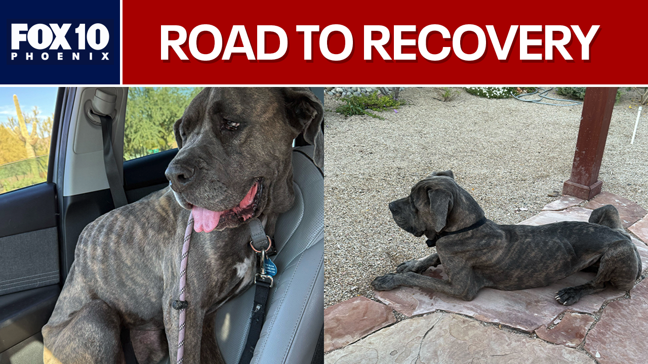 5-year-old Cane Corso survives abandonment in Phoenix