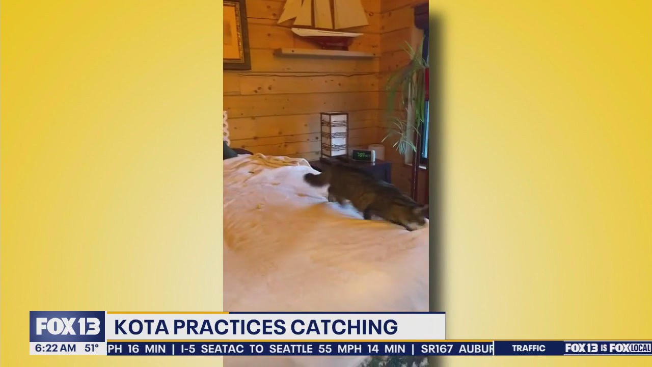 Pet Tricks for Tuesday, June 3