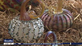 WGK Glass Art Pumpkin Festival underway in Chester County