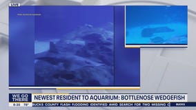 Highly endangered bottlenose wedgefish settles into new home at Adventure Aquarium