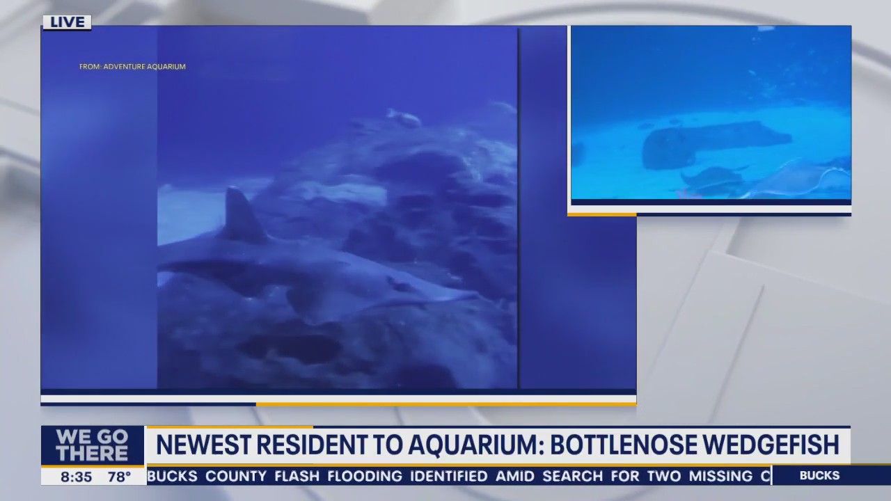 Highly endangered bottlenose wedgefish settles into new home at Adventure Aquarium