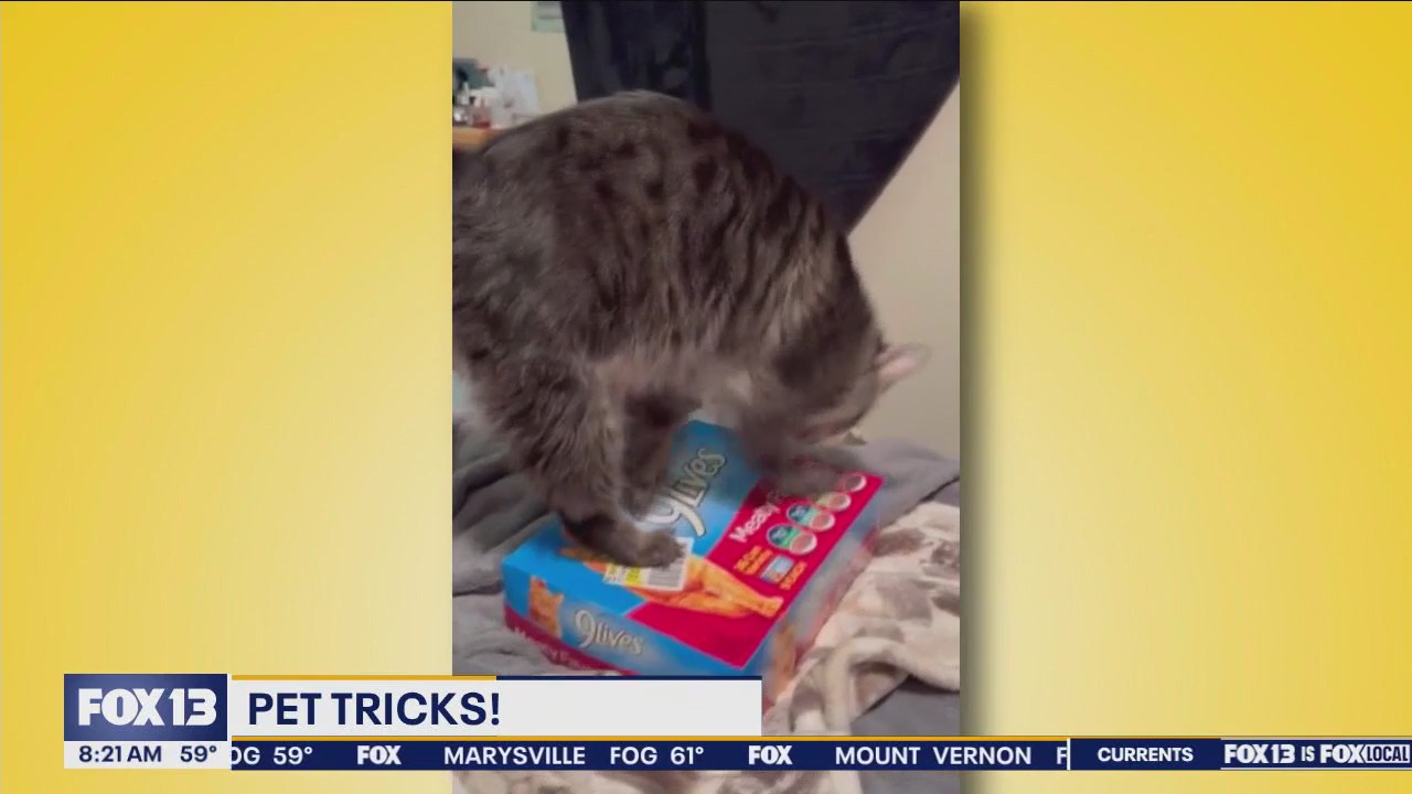 Pet Tricks for Monday, September 2