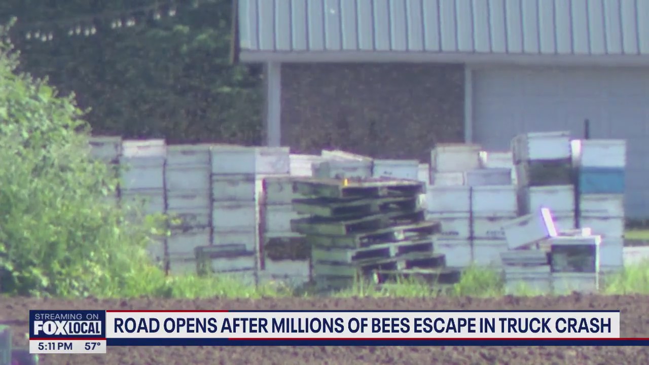 Whatcom county road reopens after millions of bees escape in semi crash
