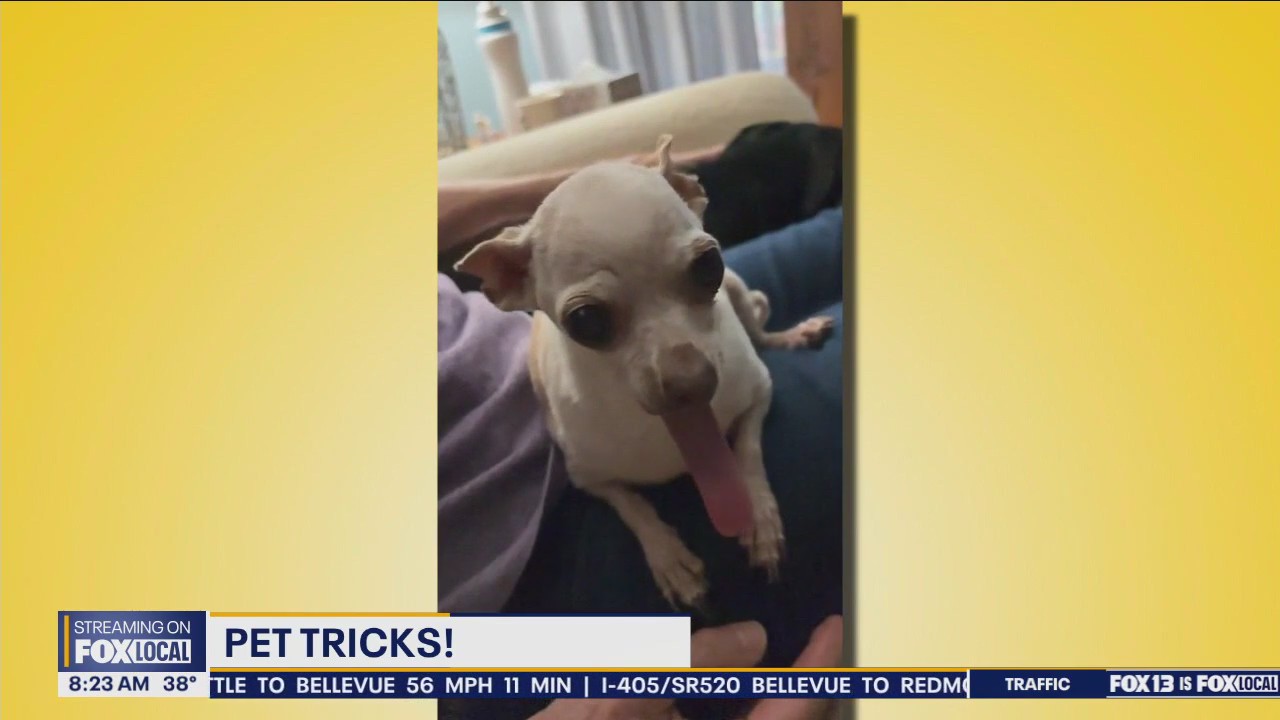 Good Day Pet Tricks for Friday, March 1