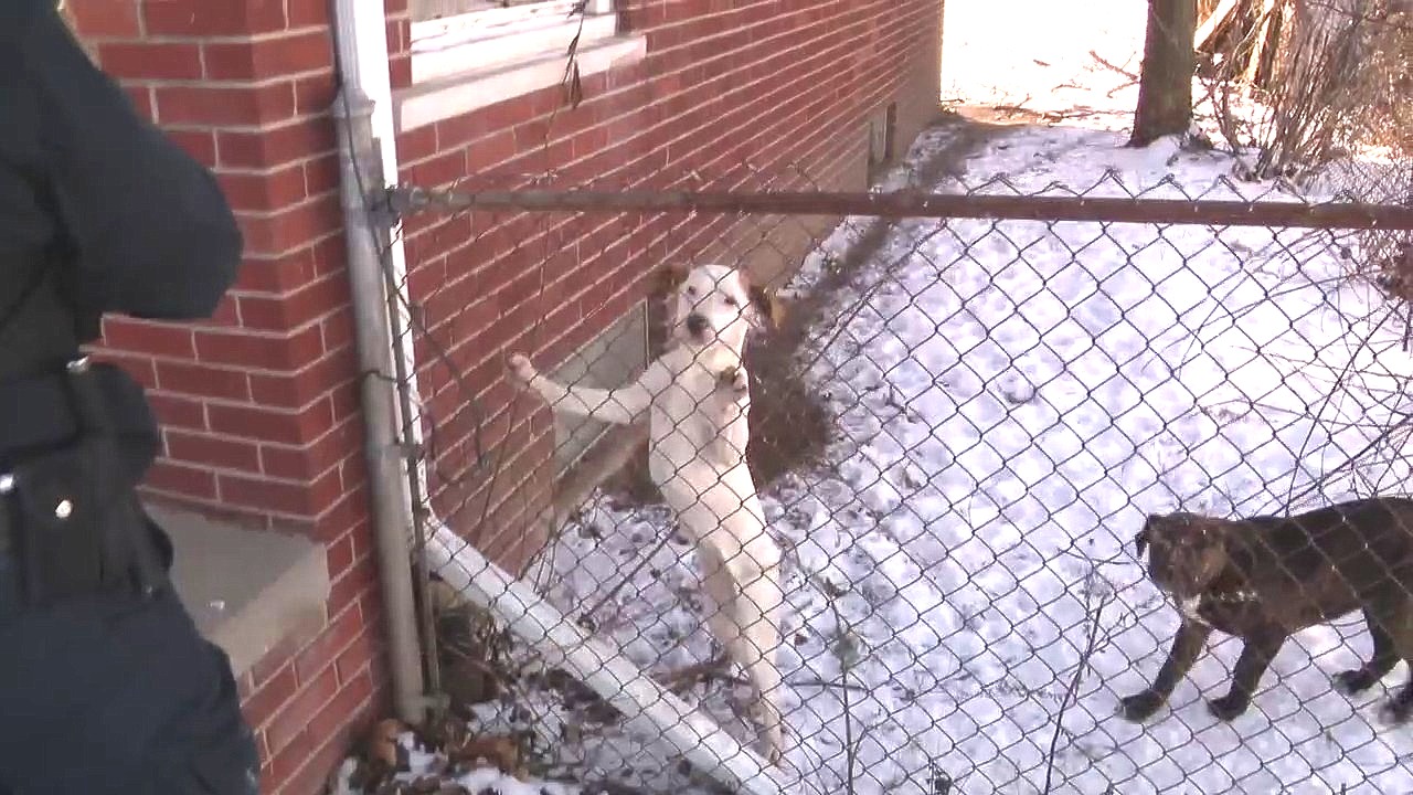 Detroit Animal Control rescues dogs left out in freezing cold