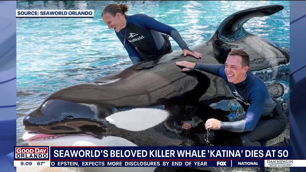 SeaWorld Orlando killer whale 'Katina' dies