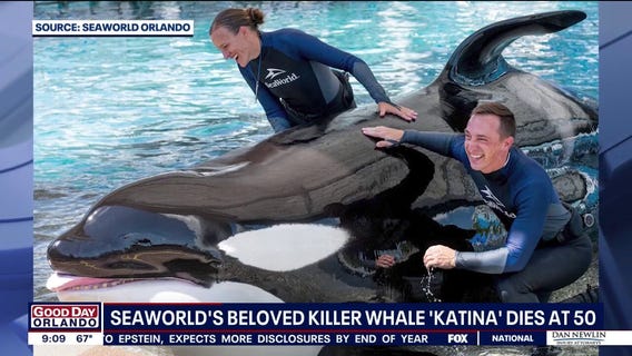 SeaWorld Orlando killer whale 'Katina' dies
