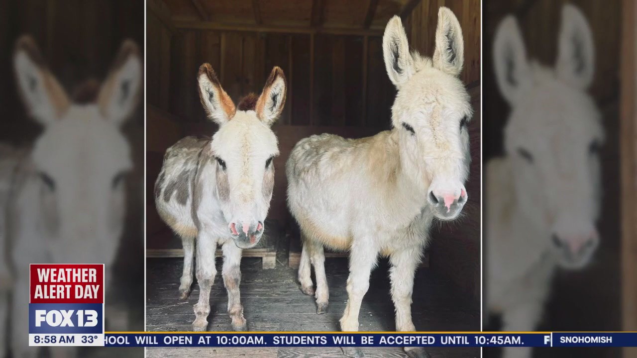 Bellevue, WA police search for 2 missing mini donkeys