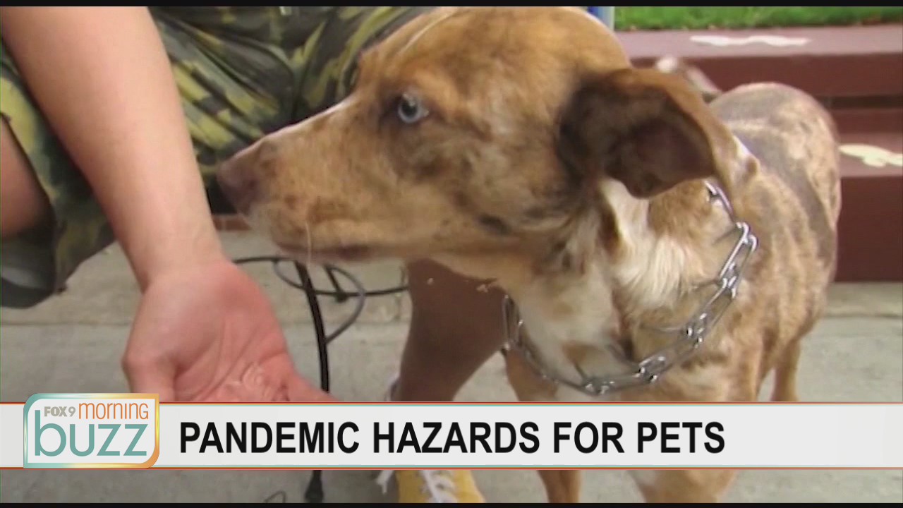 The top pandemic health hazards for pets (including baking and your cup of morning joe)
