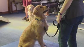 Puppies train to be comfort dogs in Northbrook