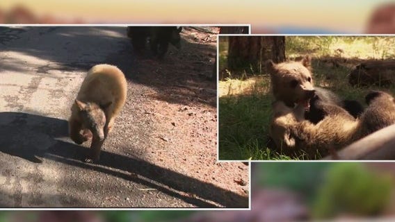 Arizona Adventures: Bearizona Wildlife Park